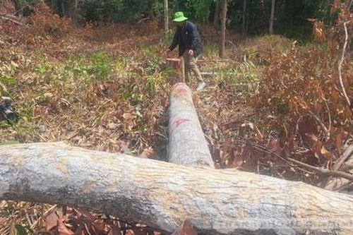 Vụ phá rừng tại Gia Lai: Khẩn trương xác minh, làm rõ