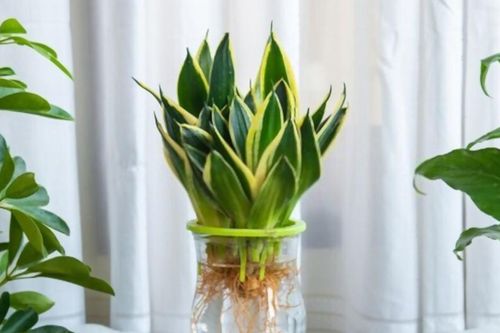 Đây mới là loại cây hút ẩm - khử mùi, trồng ở nhà nào nhà ấy đầy lộc