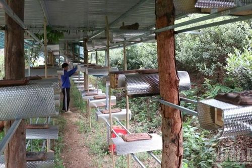 Làng ong dú giữa vùng sơn cước Khánh Hòa