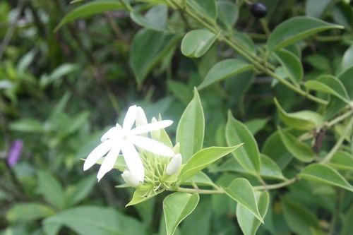 Loại cây mọc hoang hỗ trợ giảm béo nhưng người mắc bệnh này không lạm dụng