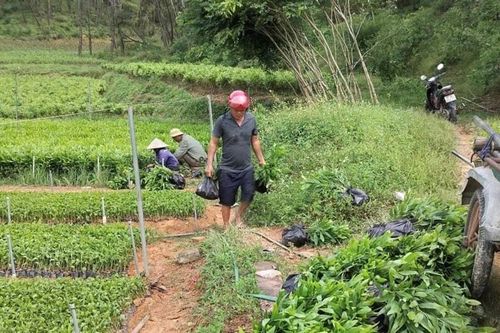 Keo giống tại Nghệ An tăng giá kỷ lục vẫn 'cháy' hàng