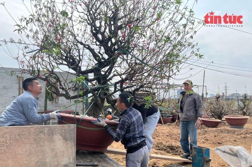 Làng hoa Nhật Tân tất bật vào vụ đào mới
