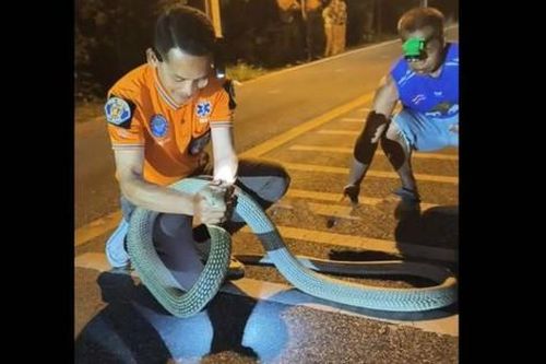 Người đàn ông dùng tay không bắt sống rắn hổ mang chúa dài 3,6 mét