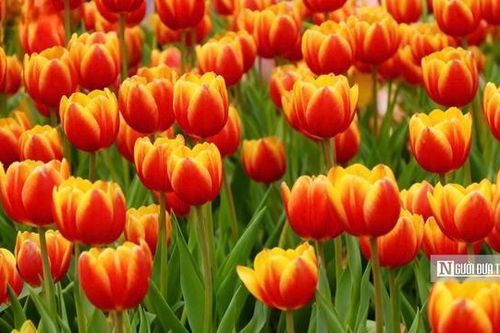 Tulip rực rỡ trên 'nóc nhà Nam Bộ'