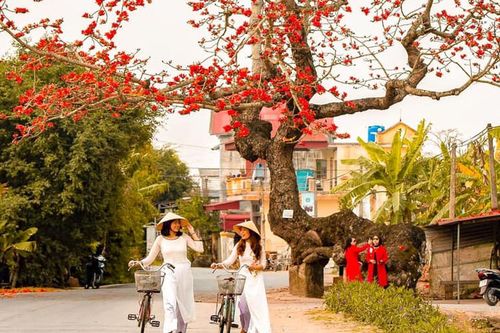 'Cây gạo gù' trăm năm tuổi - điểm check-in đặc biệt trong Tuần lễ Áo dài