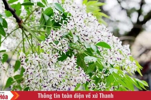 Sắc tím hoa xoan
