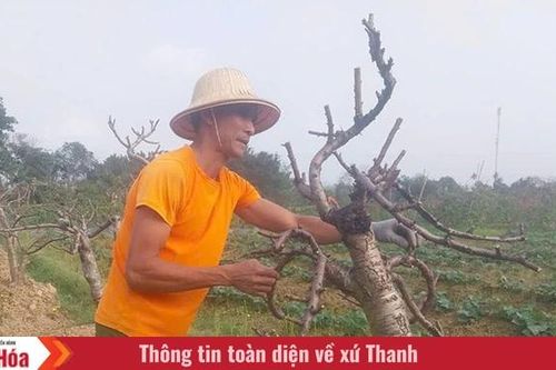 Đào, quất trở lại vườn