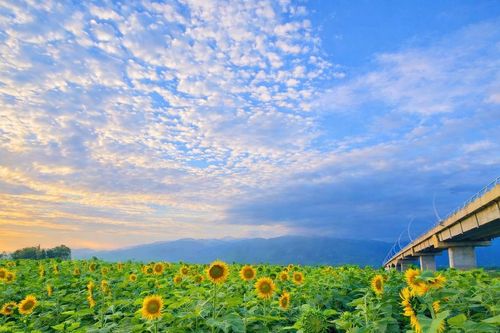 Từ cánh đồng hoa đến du lịch nông nghiệp