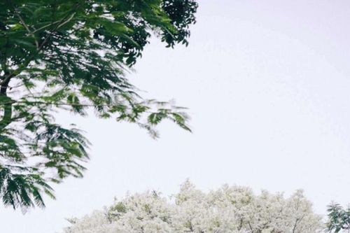 Hà Nội tháng 3: Cẩm nang săn ảnh tại 6 cung đường hoa sưa trắng tinh khôi