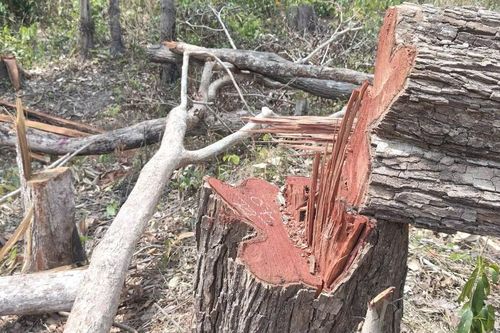 UBND tỉnh Gia Lai chỉ đạo kiểm tra, xử lý vụ phá rừng tại xã Ia Púch