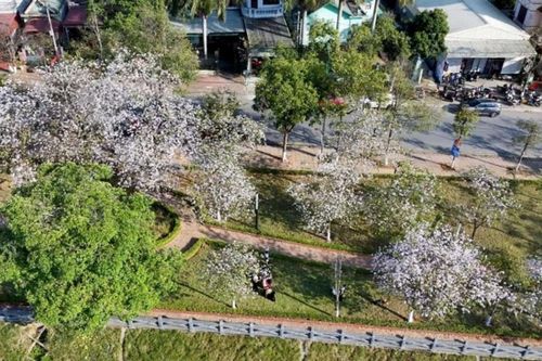 Lai Châu: Ngắm sắc trắng hoa ban nở rộ nhuộm sáng phố phường tháng Ba