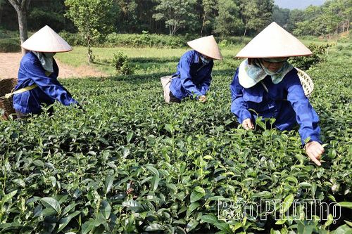 'Mùa vàng' đánh thức những đồi chè
