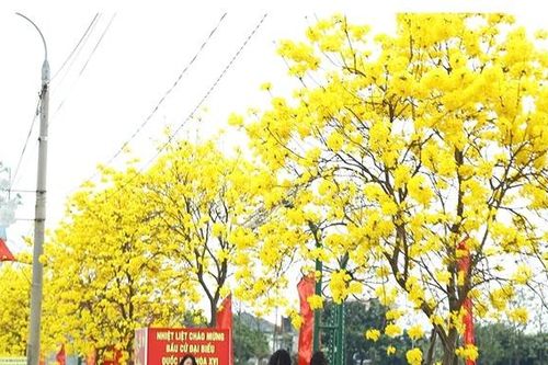 Ngỡ ngàng trước vẻ đẹp hoa phong linh, xã Tam Nông