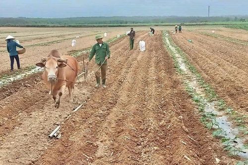 Xã Nam Trạch: Trồng gần 300 ha dưa hấu