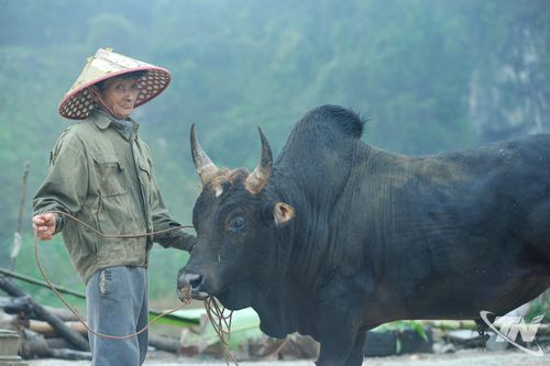 Niềm tin trên đỉnh Mỏ Chì