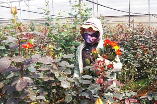 Giá hoa hồng Đà Lạt tăng vọt dịp 8/3