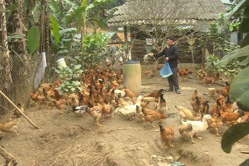 Gây lại đàn gia cầm sau Tết - sự thích ứng linh hoạt của người chăn nuôi