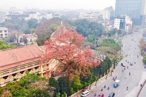 Khám phá Hà Nội mùa hoa gạo