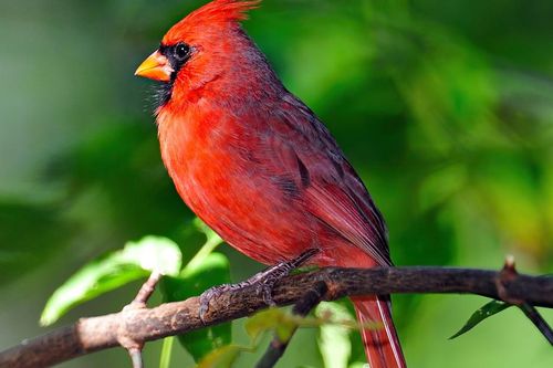 Ngày sinh Âm lịch của người nhanh nhẹn, tháo vát: Sau 40 tuổi dễ giàu sang