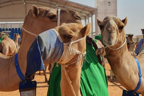 Cuộc thi 'hoa hậu lạc đà' ở Oman dính bê bối phẫu thuật thẩm mỹ
