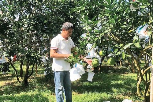 Sản xuất gắn với liên kết nâng cao giá trị sản phẩm