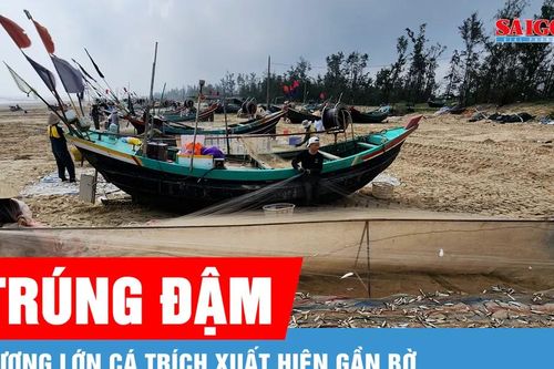 Ngư dân Hà Tĩnh trúng đậm cá trích