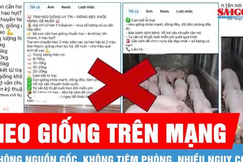 Heo giống bán trên mạng, nuôi được 7 ngày thì bị sốt đỏ, bỏ ăn, tiêu chảy