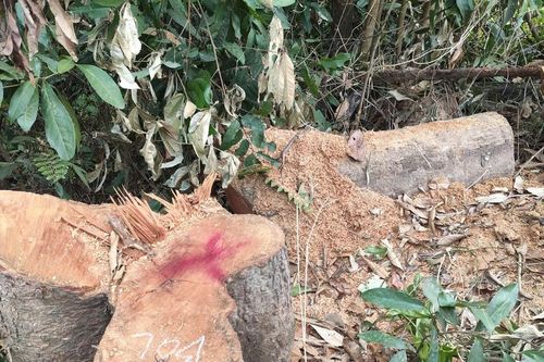 Tan hoang rừng biên giới Gia Lai, nhiều cây gỗ lớn bị đốn hạ