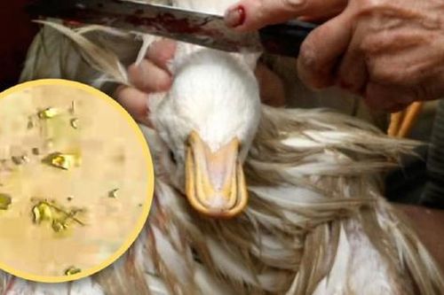 Mổ vịt, người đàn ông sốc nặng khi phát hiện 10g vàng thật trong bụng