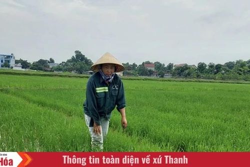 Sản xuất sạch, tạo ra thương hiệu gạo an toàn