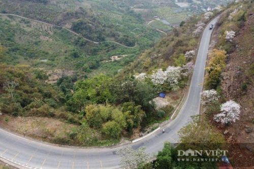 Sơn La: Ngắm mùa hoa ban trắng nở rộ và khám phá huyền thoại tình yêu Tây Bắc