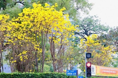 Hà Nội: Cung đường 'săn' hoa sưa, hoa ban và phong linh trong nửa ngày