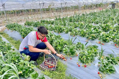 Phát triển du lịch nông nghiệp