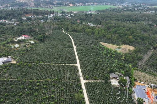 Những mùa hoa cây trồng chủ lực