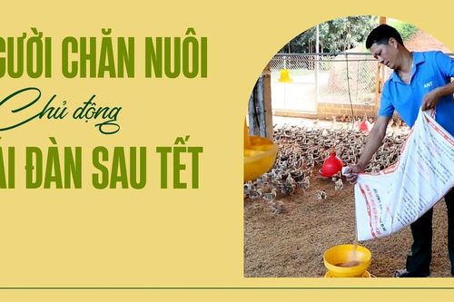 Người chăn nuôi chủ động tái đàn sau Tết