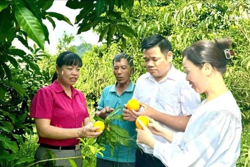 Phát triển cây ăn quả - 'đòn bẩy' kinh tế của phường Trung Tâm