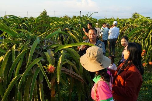Lâm Đồng xúc tiến quảng bá điểm đến, mở rộng tour đường bộ