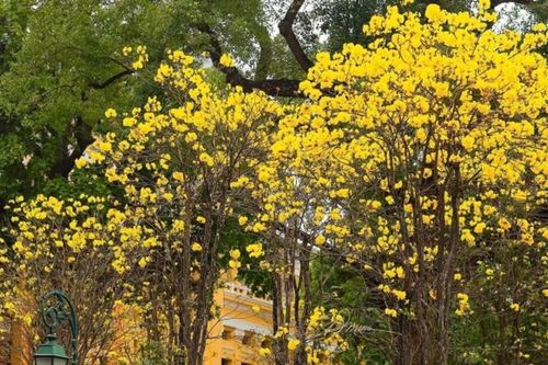 Hà Nội: 4 địa điểm check-in hoa phong linh vàng rực rỡ thu hút giới trẻ