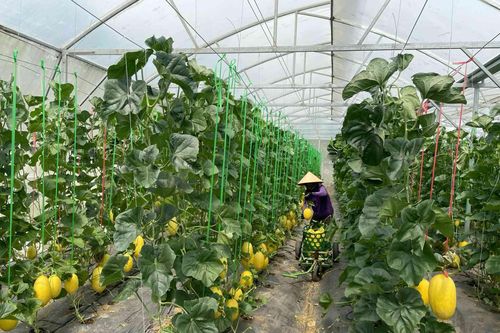 Quảng Trị định hướng phát triển nông nghiệp xanh, bền vững trong giai đoạn mới