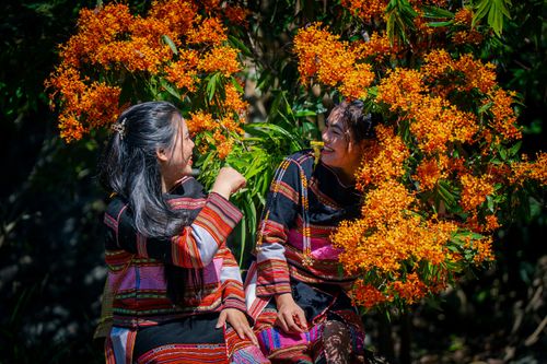 Hoa trang rừng nở rộ - 'nàng thơ' của đại ngàn Gia Lai thức giấc