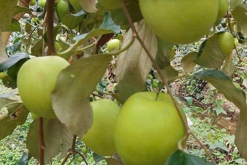 Loại quả 'tốt nhất thế giới' có ở Bắc Ninh, quả to giòn ngọt, làm được nhiều món ngon