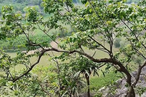 Cơn sốt cây Muội Hồng: Từ loài cây trên vách đá đến thú chơi ở bàn trà