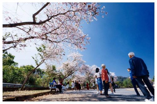 Mùa lễ hội 2026: Hoa ban Điện Biên 'nở rộ' trên mạng xã hội