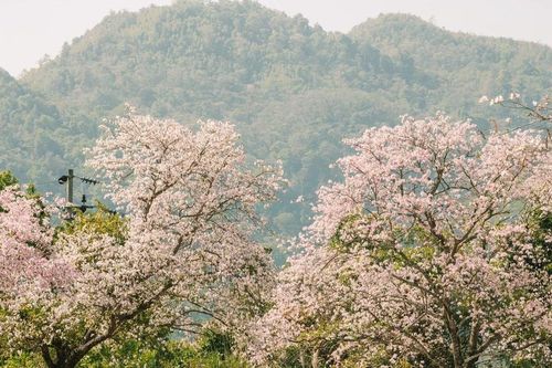 Tour săn hoa ban Tây Bắc giá từ hơn 2 triệu đồng tháng 3