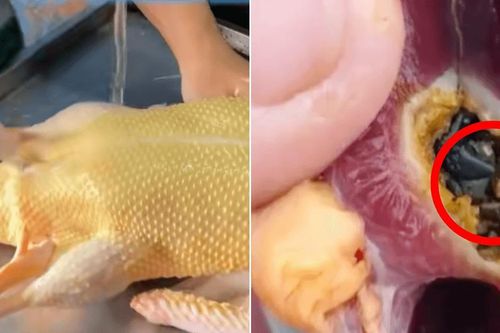 Bất ngờ phát hiện vàng trong bụng vịt khi chuẩn bị bữa tối