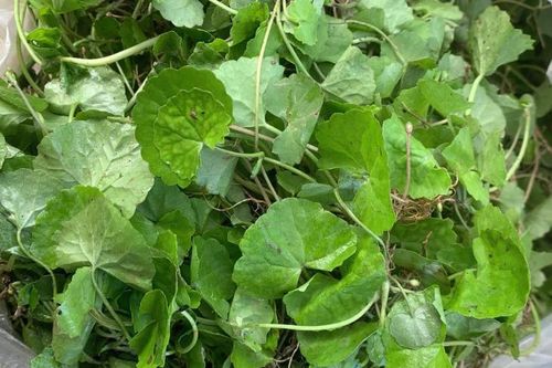 Tác hại của nước rau má, astiso, chanh nếu dùng sai cách