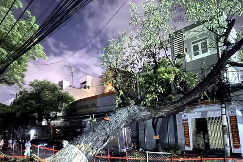 Cây cổ thụ đổ vào nhà dân giữa mưa lớn, nhiều hộ ở trung tâm Đà Nẵng mất điện