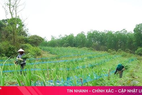 Phát triển mô hình nông nghiệp đa tầng, đa giá trị