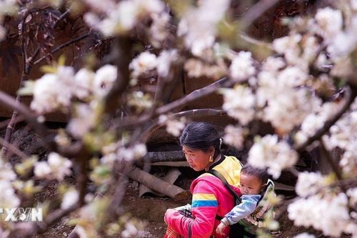 Sơn La: Mùa hoa sơn tra tinh khôi ở Nậm Nghiệp