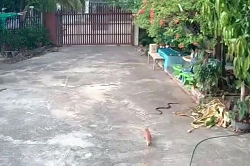 Mèo cưng lao ra đuổi rắn độc để bảo vệ chủ